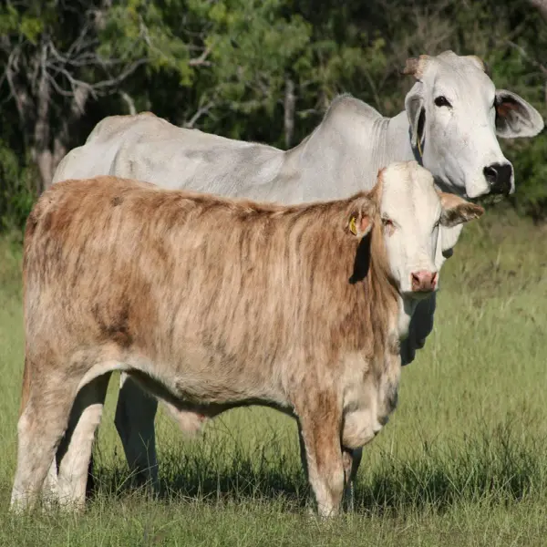 brahman tiger copy